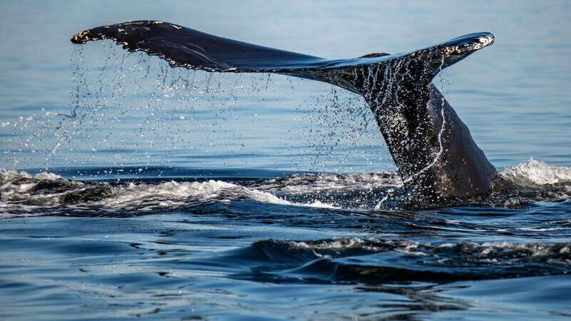 Tadoussac/Charlevoix: 3-Hour Whale Watching Boat Tour - The Experience: What You Can Expect