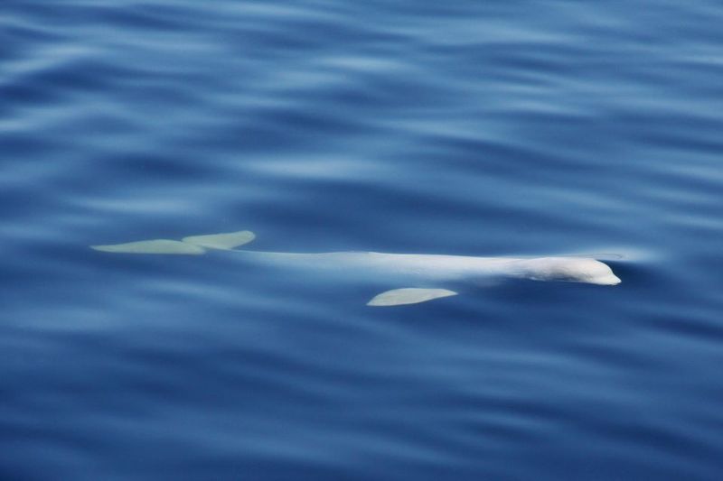 Tadoussac/Charlevoix: 3-Hour Whale Watching Boat Tour - Onboard bistro: snacks, meals, and the best time to think about food