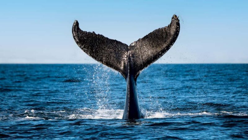 Tadoussac/Charlevoix: VIP Lounge OR UpperDeck Whale Watching - Who Should Consider This Tour?