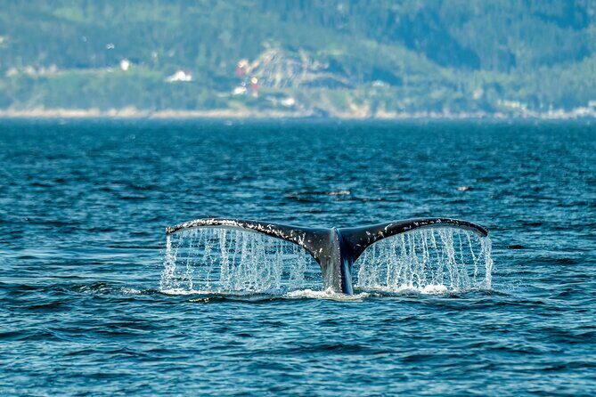 Tadoussac/Charlevoix: Whale & Bear Wildlife Tour - Key Points