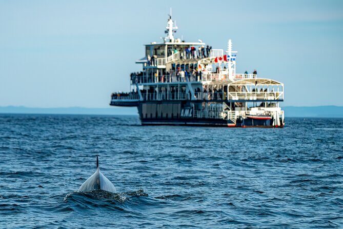 Tadoussac/Charlevoix: Whale & Bear Wildlife Tour - The Experience: What You Can Expect