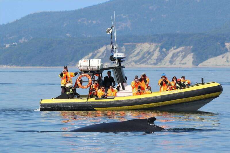 Tadoussac/Charlevoix: Whale Watching Tour & Bear Observation - The Experience: What You Can Expect
