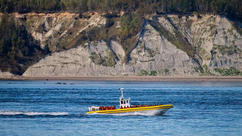 Tadoussac/Charlevoix: Whale Watching Tour & Bear Observation - Who Will Love This Tour?