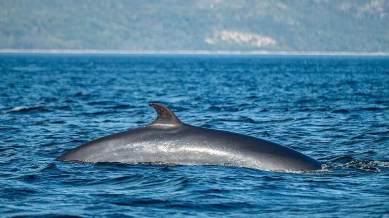 Tadoussac/Charlevoix: Whale Watching Tour & Bear Observation - Final Thoughts