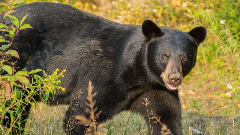 Tadoussac/Charlevoix: Whale Watching Tour & Bear Observation - FAQ