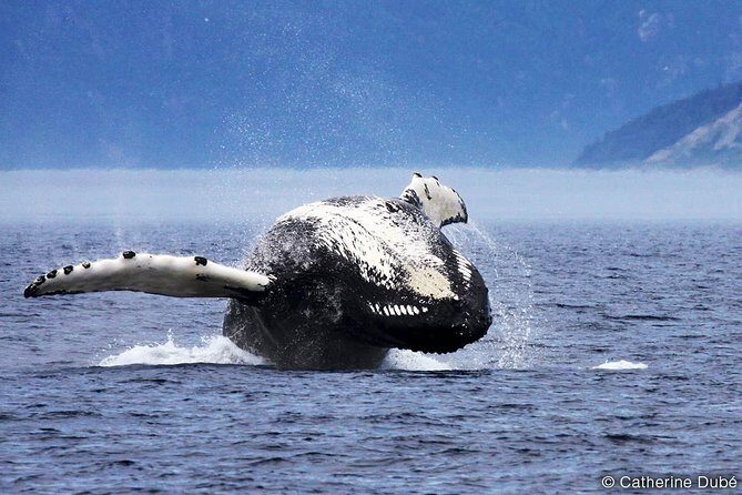 Tadoussac/Charlevoix: Whale Watching Tour - What You Can Expect from This Whale Watching Tour