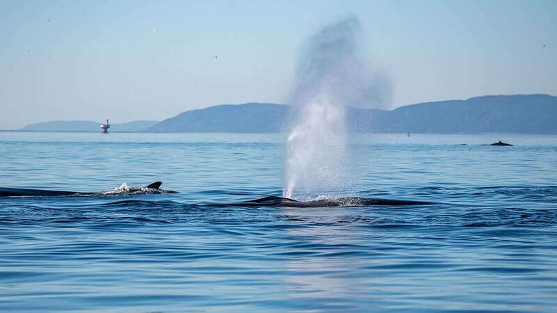 Tadoussac/Charlevoix: Whale Watching Zodiac Tour - The Experience in Detail
