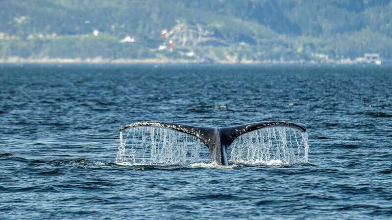 Tadoussac/Charlevoix: Whale Watching Zodiac Tour - FAQ