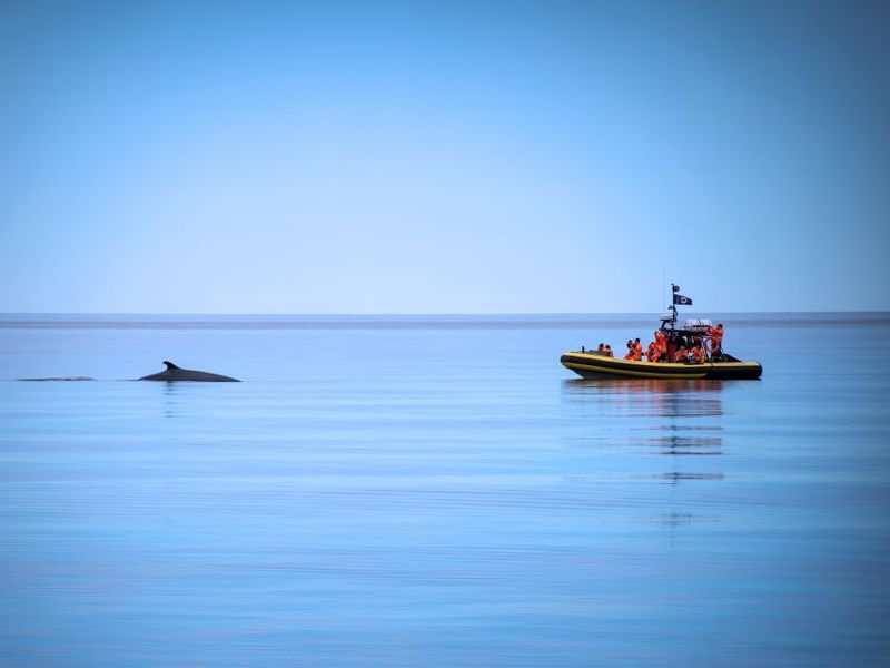 Tadoussac/Charlevoix: Whale Watching Zodiac Tour - What’s included (and what you’ll supply yourself)