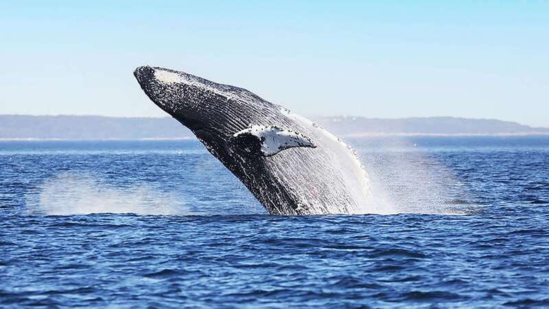 Tadoussac/Charlevoix: Whale Watching Zodiac Tour - Whale spotting with a guide who actually teaches you