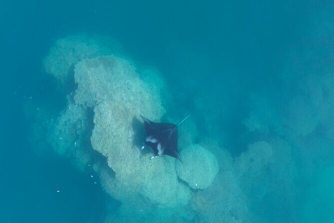 Taha'a Island or Raiatea Boat Tour - The Experience from Reviews