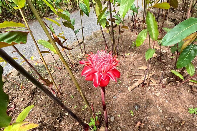 Taha'a Island or Raiatea Boat Tour - The Value of this Tour