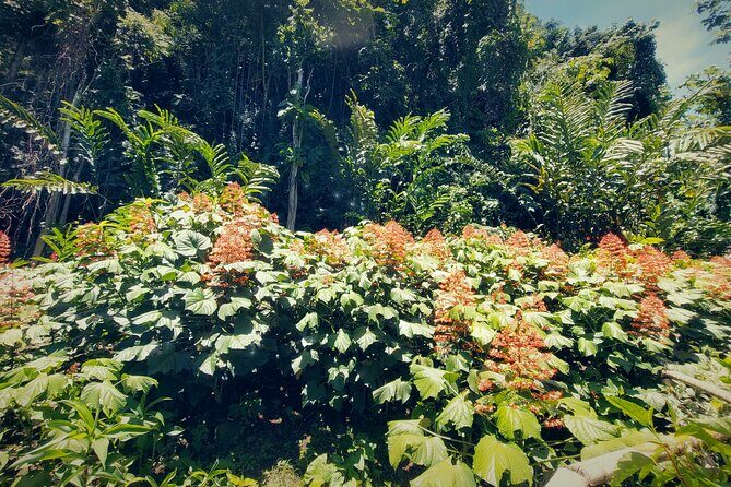 Tahiti Half Day Coastal Private Tour - Who Should Consider This Tour?