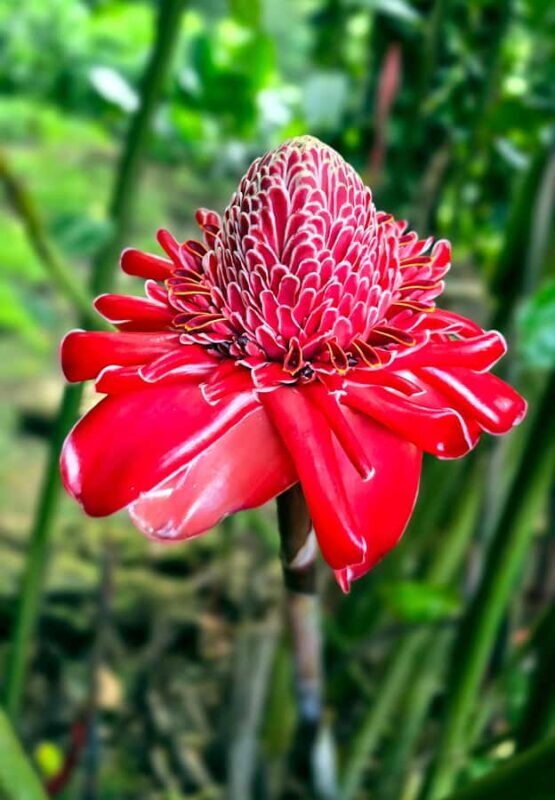 Tahiti Half Day Small Group Circle Tour - Waterfalls & Caves - The Itinerary in Detail