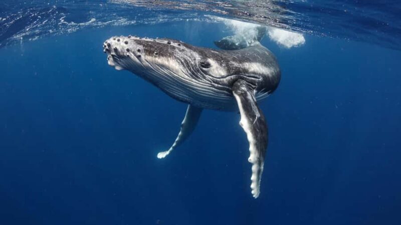 Tahiti island: Whale watching Experience - Key Points