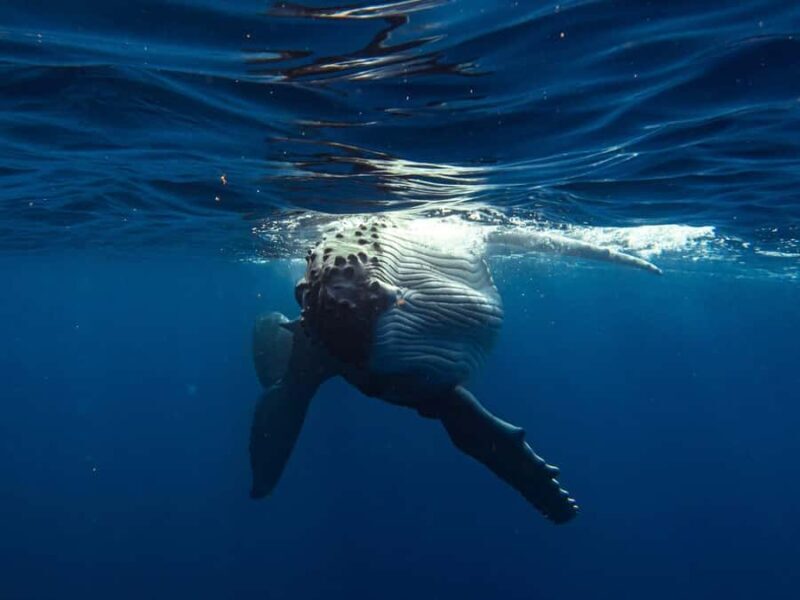 Tahiti island: Whale watching Experience - The Experience in Detail