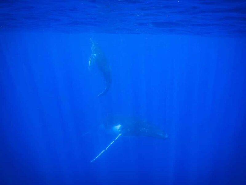 Tahiti island: Whale watching Experience - FAQ