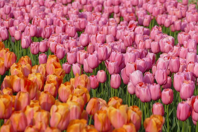 Taking Pictures in the Tulip Field at De Tulperij - Who Should Consider This Tour?