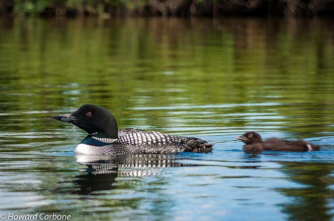 Talkeetna Lakes Hike Guided by a Naturalist - FAQ