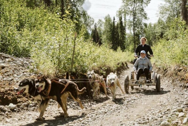 Talkeetna: Mushing Experience with Iditarod Champion Dogs - Practical Details: What to Expect and Whether It’s Worth the Cost