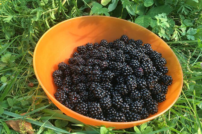 Talking Trees: Stanley Park Indigenous Walking Tour Led by a First Nations Guide - Who Should Consider This Tour?