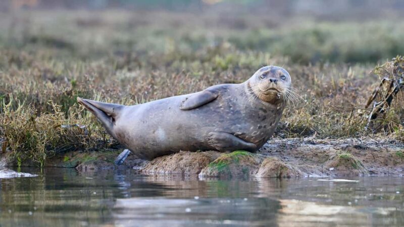 Tallinn: Malusi Islands Seal Watching Boat Tour - A Closer Look at the Experience