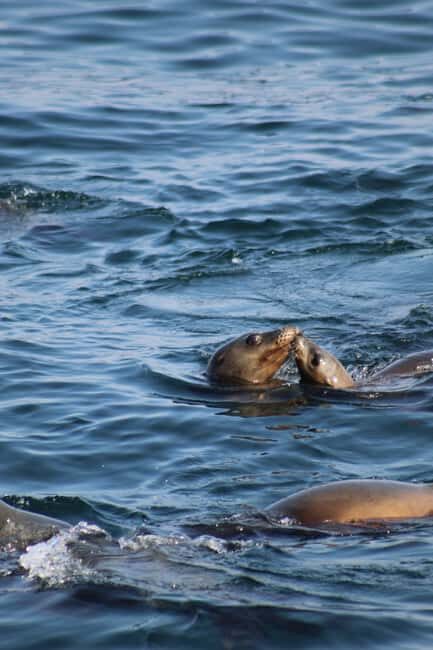 Tallinn: Malusi Islands Seal Watching Boat Tour - FAQ