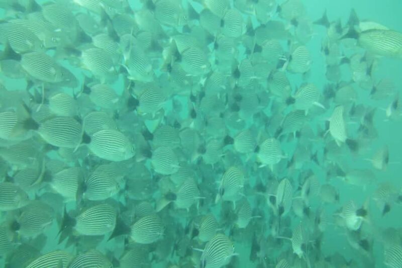 Tamarindo: Guided Snorkeling Tour with Marine Life Spotting - The Duration and Logistics