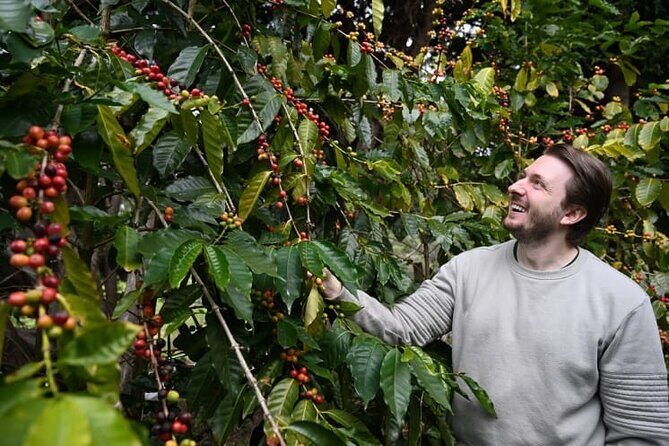 Tamborine Mountain - Hop On Hop Off - From Brisbane - Practical Details and Tips