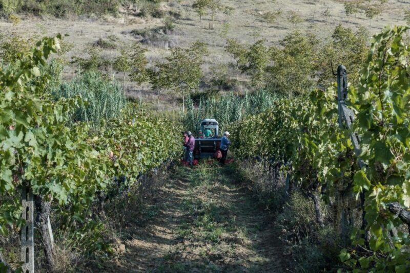 Tamburini Wine Tour and Tasting - Key Points