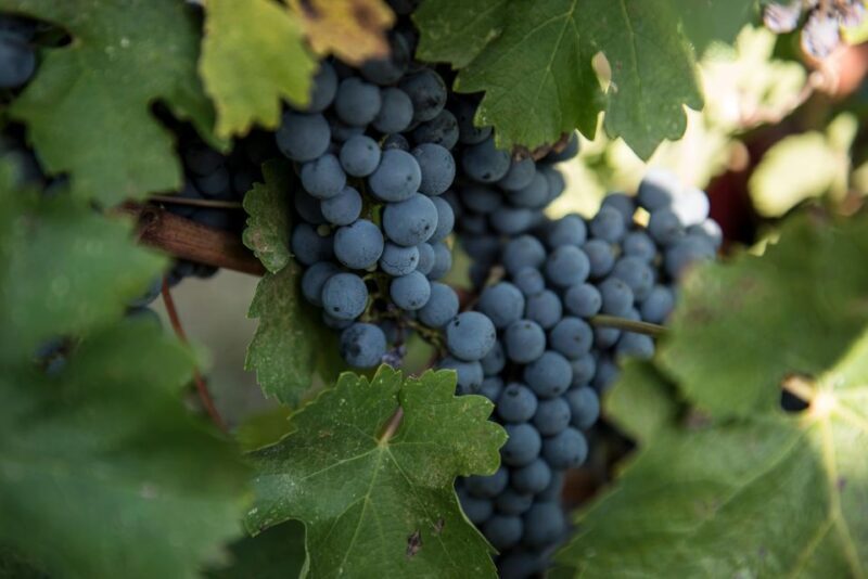 Tamburini Wine Tour and Tasting - What’s Included and What’s Not