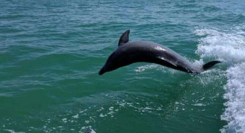 Tampa Bay: Dolphin Shelling Snorkeling Cruise - Key Points