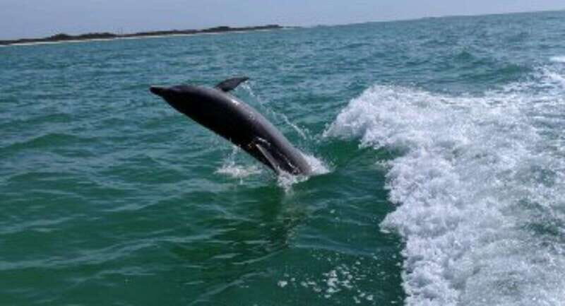 Tampa Bay: Dolphin Shelling Snorkeling Cruise - What You Can Expect from the Tour