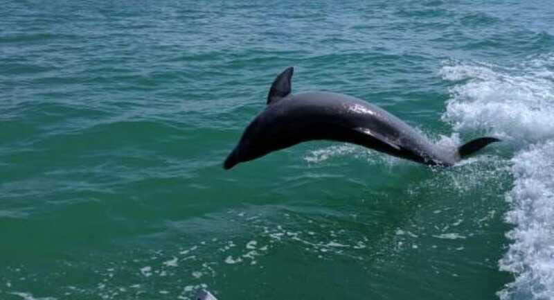 Tampa Bay: Dolphin Shelling Snorkeling Cruise - FAQs