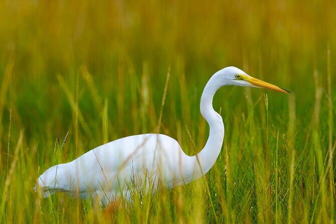 Tampa Bay Inshore Fishing Charters - An Overview of Tampa Bay Inshore Fishing Charters