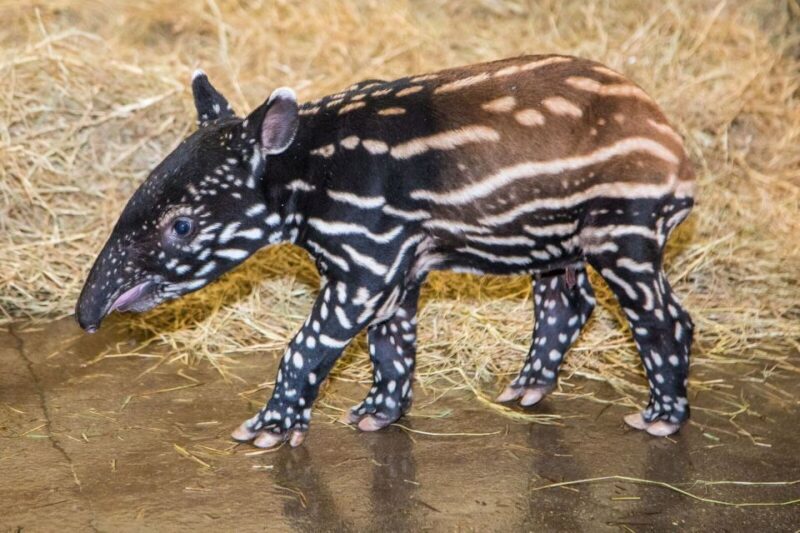 Tampa: ZooQuarium- ZooTampa & Florida Aquarium Combo Ticket - Who Should Consider This Experience?