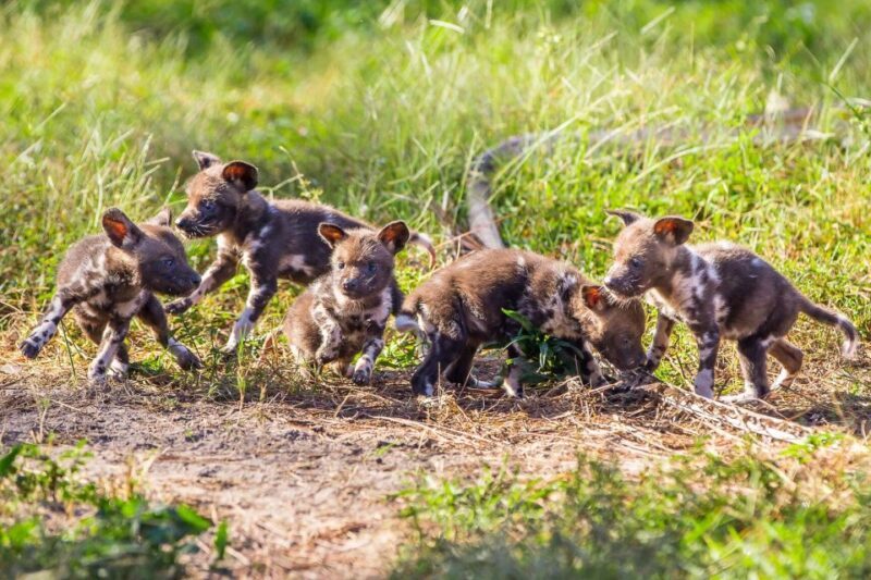 Tampa: ZooQuarium- ZooTampa & Florida Aquarium Combo Ticket - Final Thoughts