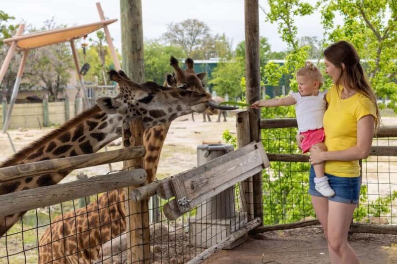 Tampa: ZooTampa at Lowry Park Ticket with After Hours Option - Rides and Attractions