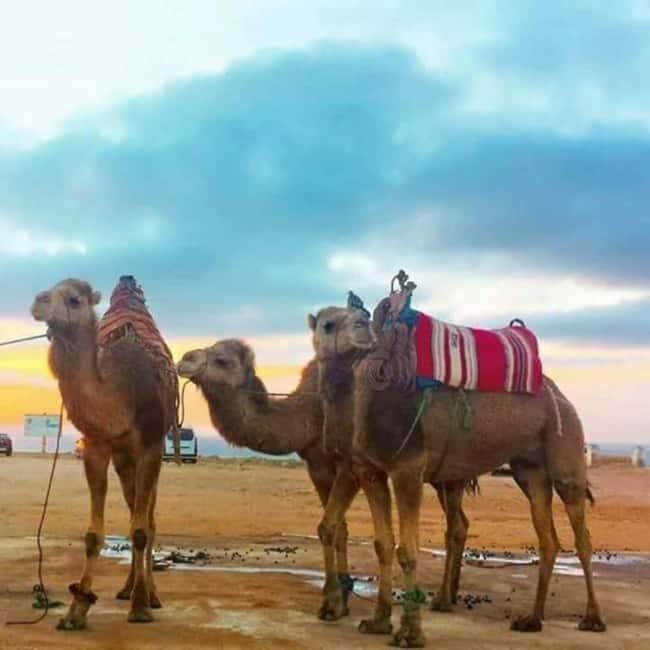 Tangier: Day Trip from Tarifa To Tanger { camel ride - Final Thoughts: Is This Tour for You?