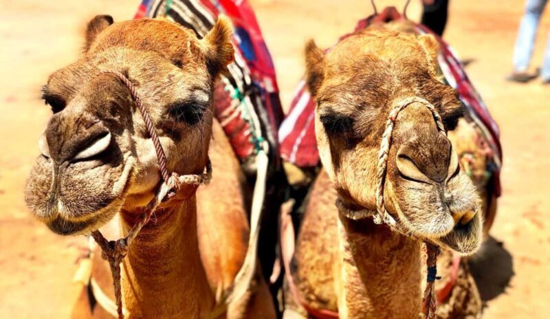 Tangier Private Day Trip from Tarifa (add-on: Ferry Tickets) - FAQs