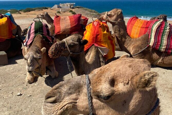 Tangier tour from Malaga all inclusive - Who Might Want to Think Twice?