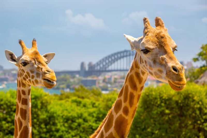 Taronga Zoo Aussie Backyard Adventure - The Experience Itself: From Meet-and-Greet to Behind-the-Scenes