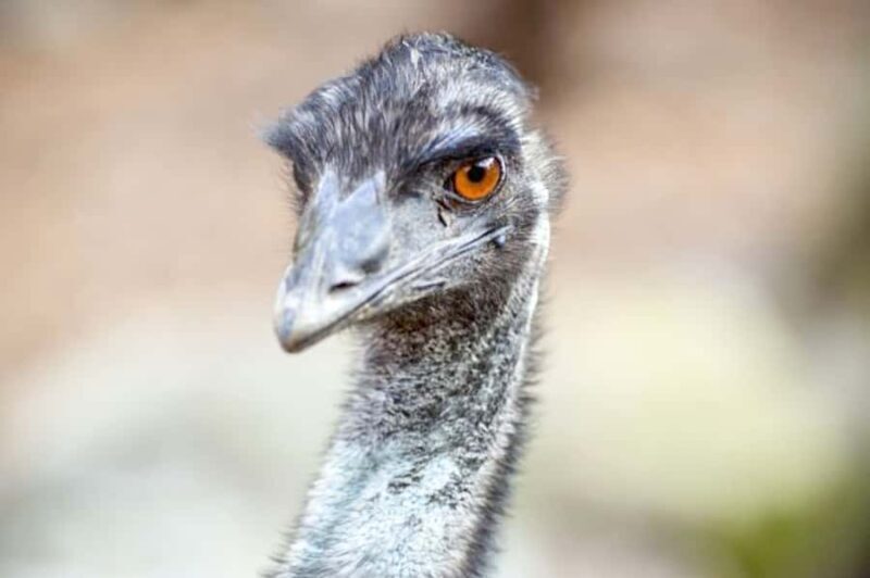 Taronga Zoo Sydney Wild Australia Experience - Who Is This Tour For?