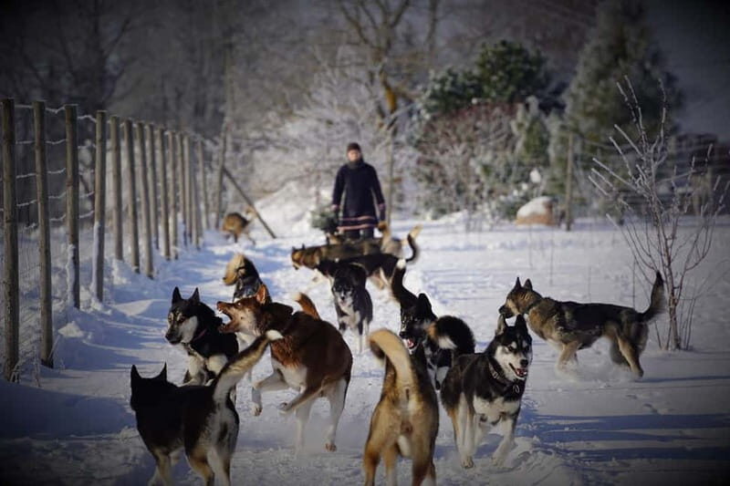 TARTU COUNTRY: SLED DOG TOUR AND KENNEL VISIT - What to Expect from the Tour