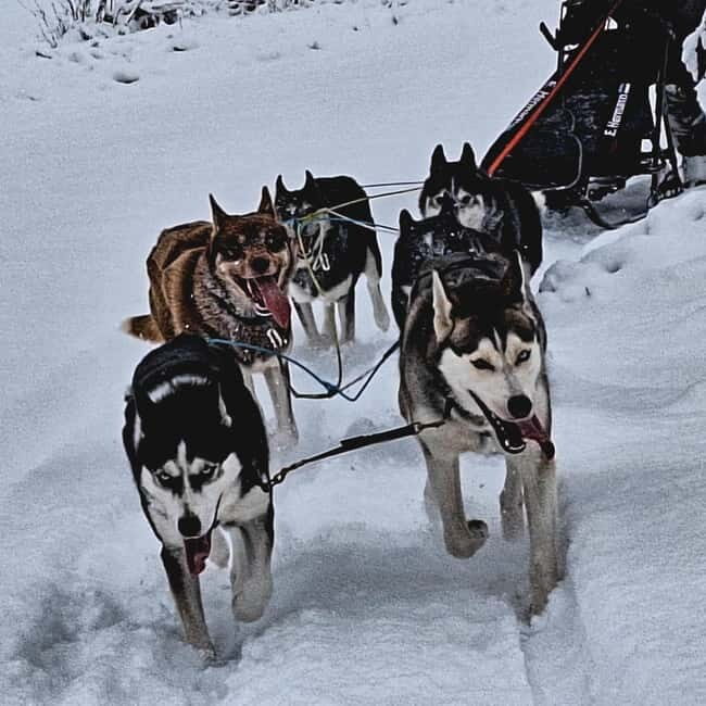 TARTU COUNTRY: SLED DOG TOUR AND KENNEL VISIT - Authentic Experiences from Other Travelers