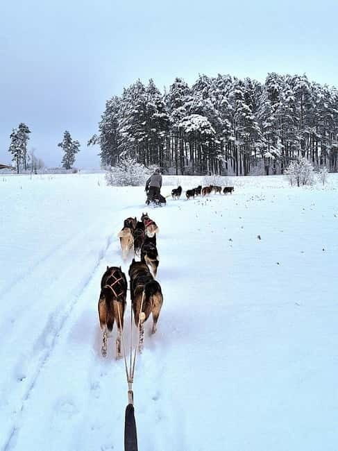 TARTU COUNTRY: SLED DOG TOUR AND KENNEL VISIT - Who Should Consider This Tour?