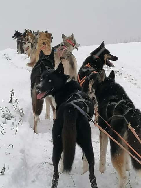 TARTU COUNTRY: SLED DOG TOUR AND KENNEL VISIT - FAQ