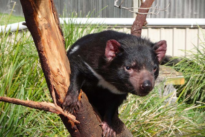 Tasmania 5 Day East Coast Tour - FAQ