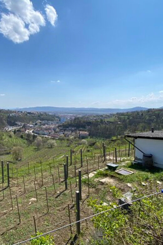 Taste and Tour Small Organic Wineries with a Winemaker - What Makes This Tour Special?