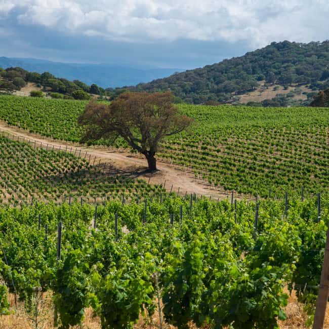 Taste Gallura: Try our products and discover our winery. - Key Points